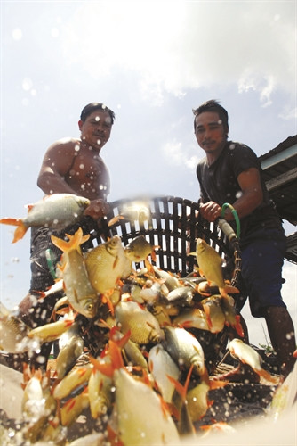 Thu hoạch cá ở làng cá bè Châu Đốc Thu hoạch cá ở làng cá bè Châu Đốc