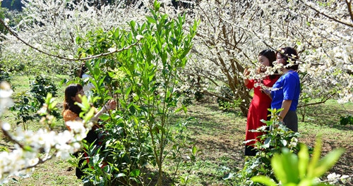 Hoa mận chỉ nở trong vòng 1 tuần đến 10 ngày nên rất nhiều du khách tận dụng dịp này để lưu giữ khoảnh khắc cùng người thân và bạn bè. Hoa mận chỉ nở trong vòng 1 tuần đến 10 ngày nên rất nhiều du khách tận dụng dịp này để lưu giữ khoảnh khắc cùng người thân và bạn bè.