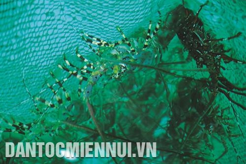 Sau khoảng 12 đến 15 tháng nuôi, các chủ lồng bè có thể xuất bán tôm hùm với trọng lượng từ 1 kg đến 1,5 kg