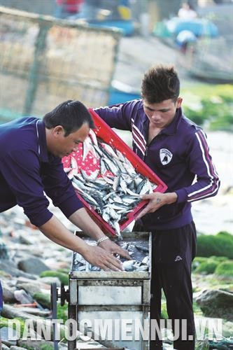 Cắt nhỏ cá - công đoạn chuẩn bị thức ăn cho tôm hùm