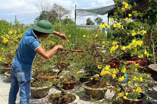Chăm sóc hoa mai phục vụ Tết nguyên đán. Ảnh: TTXVN Chăm sóc hoa mai phục vụ Tết nguyên đán. Ảnh: TTXVN