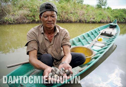 Ông Nguyễn Hoàng Lương, Giám đốc HTX Thắng Lợi kiểm tra chất lượng sò huyết được nuôi dưới tán rừng phòng hộ ven biển của gia đình tại ấp Xẻo Lá A (Tân Thạnh, An Minh, Kiên Giang)