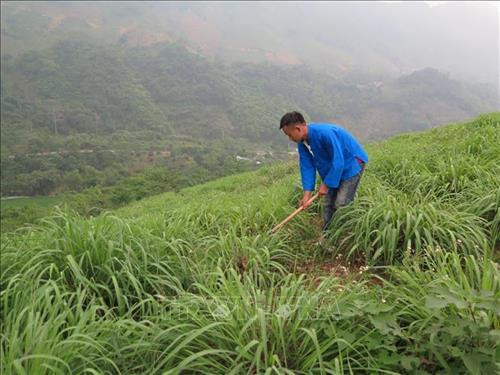 Chàng trai người Phù Lá Sần Xuân Trung là người tiên phong mang cây sả về trồng ở vùng đất dốc bạc màu thôn Cốc Sâm 3, xã Phong Niên, huyện Bảo Thắng, tỉnh Lào Cai với quy mô 25 ha. Ảnh: Hương Thu - TTXVN Chàng trai người Phù Lá Sần Xuân Trung là người tiên phong mang cây sả về trồng ở vùng đất dốc bạc màu thôn Cốc Sâm 3, xã Phong Niên, huyện Bảo Thắng, tỉnh Lào Cai với quy mô 25 ha. Ảnh: Hương Thu - TTXVN