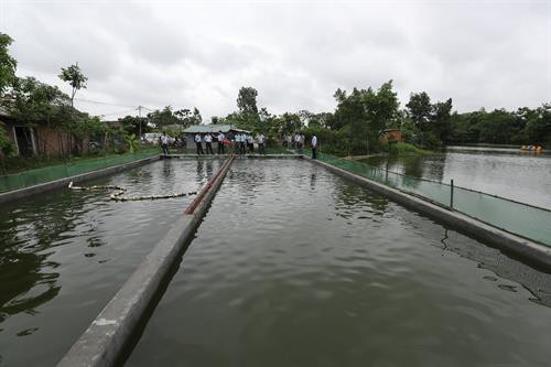 Áp dụng công nghệ “sông trong ao” để nuôi cá rô phi tại hộ gia đình anh Nguyễn Tuấn Văn ở thôn Thụy Khuê, xã Sài Sơn, huyện Quốc Oai (Hà Nội).