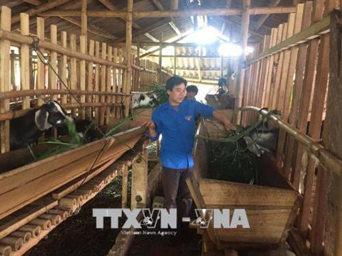 Anh Phạm Văn Châu chăm sóc đàn dê. Ảnh: Nguyễn Nam-TTXVN Anh Phạm Văn Châu chăm sóc đàn dê. Ảnh: Nguyễn Nam-TTXVN