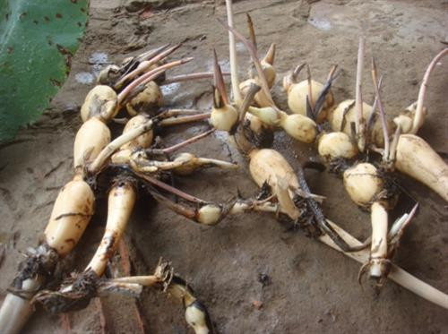 Giống củ sen được lấy từ vụ trước hoặc những hồ sen chuyên sản xuất giống. Ảnh : Nguồn kythuatnuoitrong.edu.vn Giống củ sen được lấy từ vụ trước hoặc những hồ sen chuyên sản xuất giống. Ảnh : Nguồn kythuatnuoitrong.edu.vn