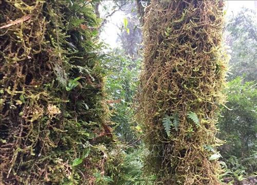 Vẻ đẹp hùng vĩ của rừng Tả Liên Sơn ảnh 5 Vẻ đẹp hùng vĩ của rừng Tả Liên Sơn ảnh 5