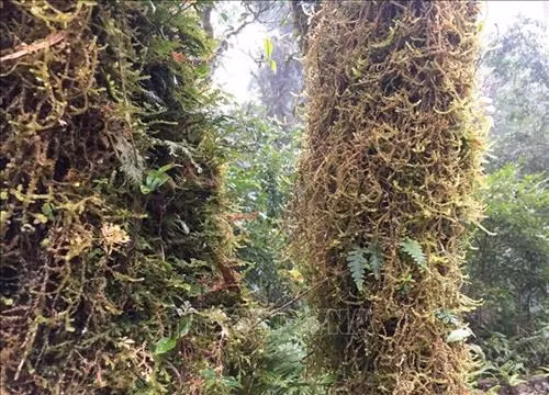 Vẻ đẹp hùng vĩ của rừng Tả Liên Sơn ảnh 5