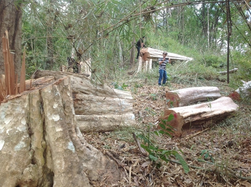 Những cây gỗ lớn bị “lâm tặc” khai thác trái phép tại tiểu khu 365, xã biên giới Ia Chía, thuộc lâm phần Ban quản lý rừng phòng hộ Ia Grai, tỉnh Gia Lai.