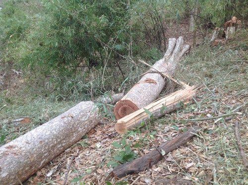 Những cây gỗ lớn bị “lâm tặc” khai thác trái phép tại tiểu khu 365, xã biên giới Ia Chía, thuộc lâm phần Ban quản lý rừng phòng hộ IaGrai, tỉnh Gia Lai.