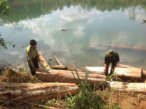 Gỗ được các đối tượng “lâm tặc” tập kết dọc bờ sông Pô Kô (thuộc huyện IaGrai, tỉnh Gia Lai), khu vực giáp biên giới với nước bạn Campuchia.