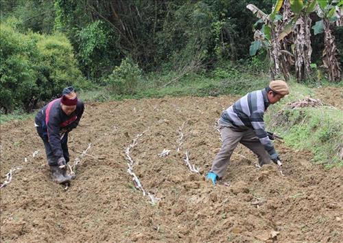 Trên những ruộng mía ở xã Đại Sơn, huyện Phục Hòa, chủ yếu là người già làm việc. Ảnh: Chu Hiệu – TTXVN. Trên những ruộng mía ở xã Đại Sơn, huyện Phục Hòa, chủ yếu là người già làm việc. Ảnh: Chu Hiệu – TTXVN.