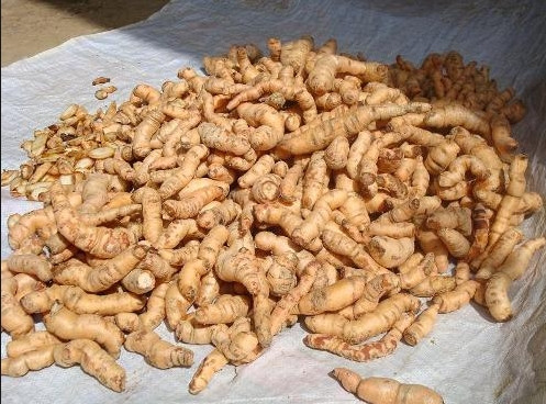 Củ giống cây địa hoàng