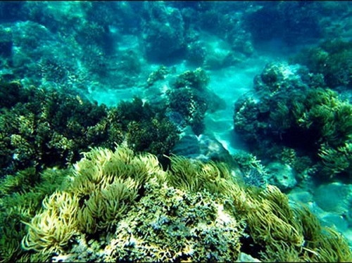 Ảnh minh họa Ảnh minh họa