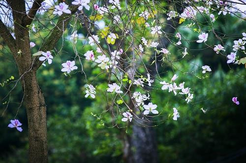 Hoa Ban trắng phớt tím nở trên đường Bắc Sơn mang một vẻ đẹp mỏng manh và thuần khiết. Ảnh: Trọng Đạt - TTXVN Hoa ban Tây Bắc được trồng dày và nở đều và là đoạn đường ngắn nằm phía trước Lăng Bác và có Đài tưởng niệm các anh hùng liệt sỹ. Ảnh: Trọng Đạt - TTXVN Hoa ban trắng phớt tím nở trên đường Hoàng Diệu thu hút sự quan tâm của nhiều bạn trẻ và người dân Thủ đô. Ảnh: Trọng Đạt - TTXVN Hoa ban trắng phớt tím nở trên đường Hoàng Diệu thu hút sự quan tâm của nhiều bạn trẻ và người dân Thủ đô. Ảnh: Trọng Đạt - TTXVN Hoa ban trắng phớt tím nở trên đường Hoàng Diệu thu hút sự quan tâm của nhiều bạn trẻ và người dân Thủ đô. Ảnh: Trọng Đạt - TTXVN Hoa ban tím nở rộ trên góc đường Điện Biên Phủ thu hút sự quan tâm của nhiều bạn trẻ và người dân Thủ đô. Ảnh: Trọng Đạt - TTXVN Hoa Ban tím nở trên đường Điện Biên Phủ. Ảnh: Trọng Đạt - TTXVN Hoa ban trắng phớt tím nở trên đường Hoàng Diệu thu hút sự quan tâm của nhiều bạn trẻ và người dân Thủ đô. Ảnh: Trọng Đạt - TTXVN Phố phường Thủ đô được điểm tô thêm nét đẹp của hoa ban trắng phớt tím nở trên đường Hoàng Diệu. Ảnh: Trọng Đạt - TTXVN Rất đông người dân thủ đô đến ngắm hoa ban nở rộ trên đoạn đường Hoàng Diệu. Ảnh: Trọng Đạt - TTXVN Hoa ban trắng phớt tím nở trên đường Hoàng Diệu, thu hút sự quan tâm của nhiều bạn trẻ và người dân Thủ đô. Ảnh: Trọng Đạt - TTXVN Hoa ban trắng phớt tím nở trên đường Hoàng Diệu, thu hút sự quan tâm của nhiều bạn trẻ và người dân Thủ đô. Ảnh: Trọng Đạt - TTXVN oa ban trắng phớt tím nở trên đường Hoàng Diệu Vẻ đẹp mỏng manh và thuần khiết của hoa ban. Ảnh: Trọng Đạt - TTXVN