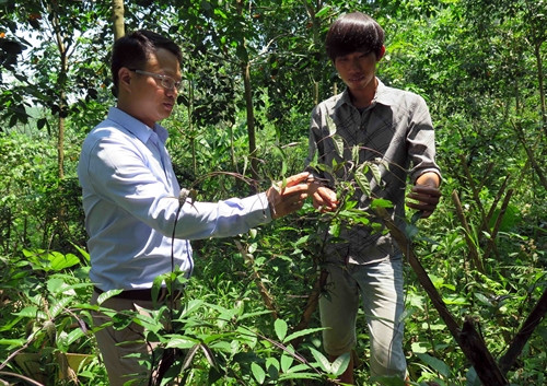 Anh Nguyễn Duy Thạnh kiểm tra cây ba kích tím trồng ở khu vực vườn đồi.