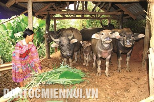 Ở hầu hết thôn bản, đồng bào Mông đã biết đưa các vật nuôi có giá trị kinh tế cao vào sản xuất