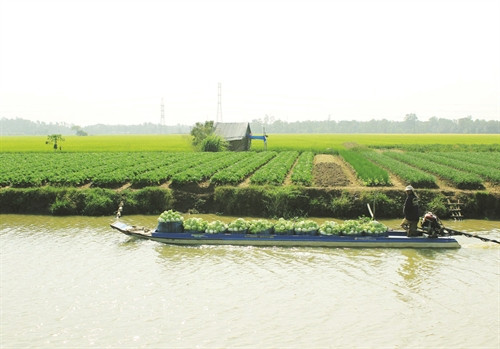 Mô hình cánh đồng mẫu lớn mang lại hiệu quả kinh tế cao cho đồng bào khmer ở Phú Tân