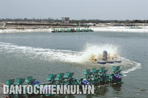 Nuôi tôm theo quy trình VietGAP tại cơ sở nuôi tôm của gia đình cựu chiến binh Bùi Ngọc Liêm ở xã Hải Hòa trước đây, nay là khu 9, phường Hải Hòa, thành phố Móng Cái