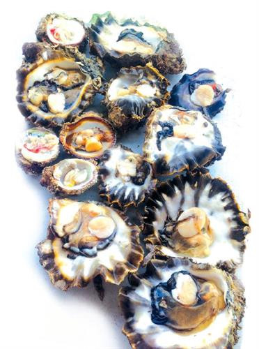 Đặc sản nhum biển Lý Sơn ảnh 1