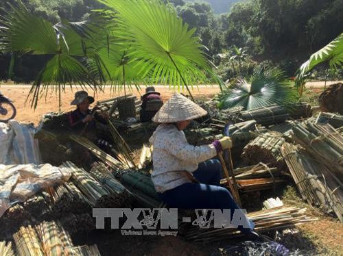 Người dân huyện Quan Sơn sơ chế Vầu để bán cho doanh nghiệp. Ảnh: Nguyễn Nam - TTXVN