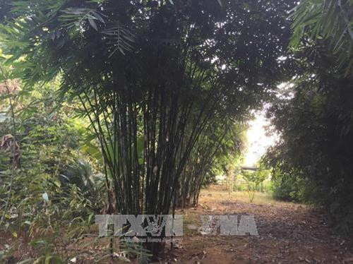 Cây Vầu đang phát triển tại bản Hậu, xã Tam Lư, huyện Quan Sơn. Ảnh: Nguyễn Nam - TTXVN