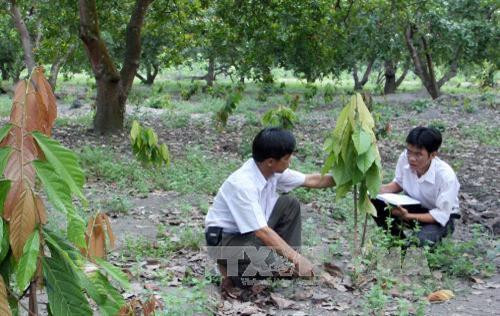 Cán bộ kỹ thuật kiểm tra sự sinh trưởng của cây ca cao trồng xen cây điều tại huyện Đồng Phú, tỉnh Bình Phước. Ảnh: Đình Huệ - TTXVN Cán bộ kỹ thuật kiểm tra sự sinh trưởng của cây ca cao trồng xen cây điều tại huyện Đồng Phú, tỉnh Bình Phước. Ảnh: Đình Huệ - TTXVN