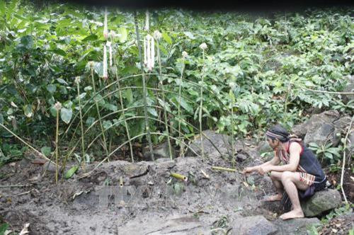 Dân làng khơi thông máng tre tại Bến nước. Ảnh: Hồng Điệp – TTXVN Dân làng khơi thông máng tre tại Bến nước. Ảnh: Hồng Điệp – TTXVN