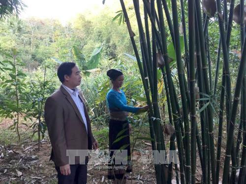 Cán bộ phụ trách nông nghiệp cùng chị Lò Thị Lan (bản Hậu, xã Tam Lư, huyện Quan Sơn) kiểm tra kích thước cây Vầu trong vườn rừng. Ảnh: Nguyễn Nam - TTXVN