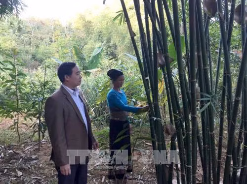 Cán bộ phụ trách nông nghiệp cùng chị Lò Thị Lan (bản Hậu, xã Tam Lư, huyện Quan Sơn) kiểm tra kích thước cây Vầu trong vườn rừng. Ảnh: Nguyễn Nam - TTXVN