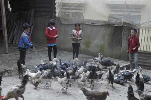 Học sinh Trường Tiểu học bán trú Mản Thẩn (Si Ma Ca) tham gia mô hình chăn nuôi tăng gia sản xuất sau giờ học. Ảnh: Hương Thu – TTXVN Học sinh Trường Tiểu học bán trú Mản Thẩn (Si Ma Ca) tham gia mô hình chăn nuôi tăng gia sản xuất sau giờ học. Ảnh: Hương Thu – TTXVN