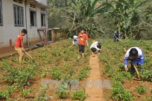 Học sinh trường Phổ thông dân tộc bán trú THCS Sín Chéng (Si Ma Cai) chăm sóc 4.000 gốc dược liệu đương quy cho thu nhập 240 triệu đồng/năm. Ảnh: Hương Thu - TTXVN Học sinh trường Phổ thông dân tộc bán trú THCS Sín Chéng (Si Ma Cai) chăm sóc 4.000 gốc dược liệu đương quy cho thu nhập 240 triệu đồng/năm. Ảnh: Hương Thu - TTXVN