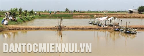 Nước ao bị đục cần xử lý kịp thời, tránh cho tôm khỏi bị ngạt. Ảnh: Huỳnh Sử Nước ao bị đục cần xử lý kịp thời, tránh cho tôm khỏi bị ngạt. Ảnh: Huỳnh Sử