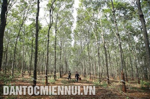 Anh Kpă Meo, người Jrai ở làng Tung, xã Ia O, huyện Chư Prông (Gia Lai) đã có 6 ha cao su, 1 ha chuối, 0,5 ha cà phê và 4 ha cây ăn quả các loại, thu nhập bình quân 500 triệu đồng/năm. Ảnh: Hoàng Hà