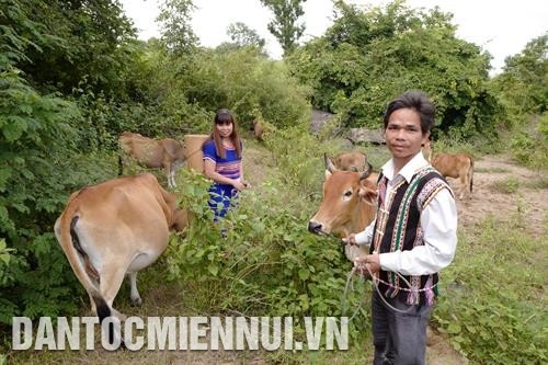 Mô hình chăn nuôi bò thịt của anh Đinh Khét, người Bahnar ở xã Đăk Kơ Ning, huyện Kông Chro (Gia Lai). Ảnh: Hoàng Hà