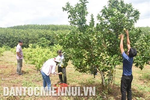 Mô hình trồng cây ăn quả của Hợp tác xã Đoàn Kết ở xã Mo Rai, huyện Sa Thầy, tuân thủ tuyệt đối kỹ thuật trồng, chăm sóc vườn cây theo hướng xanh, sạch và bền vững. Ảnh: Văn Phương