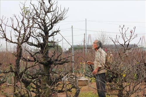 Những cành đào đã lốm đốm ra hoa, phục vụ khách chơi đào sớm. Ảnh: Thành Đạt - TTXVN Dự báo đào Tết năm nay nở muộn, người trồng đào phải rất vất vả chăm sóc để điều chỉnh hoa nở đúng dịp Tết. Ảnh: Thành Đạt - TTXVN Còn gần 1 tháng nữa mới đến Tết, nhưng nhiều gia đình đã mang đào ra phố Lạc Long Quân để bán. Ảnh: Thành Đạt - TTXVN Giống đào "Thất thốn" rất hiếm có giá vài chục triệu, có cây lên đến trăm triệu. Ảnh: Thành Đạt - TTXVN Đa phần các vườn đào Nhật Tân vẫn chưa ra hoa. Ảnh: Thành Đạt - TTXVN Đào Tết xuống phố sớm trên đường Lạc Long Quân. Ảnh: Thành Đạt - TTXVN Trên đường Lạc Long Quân một số chủ vườn đã bày bán đào Tết. Ảnh: Thành Đạt - TTXVN Dự báo đào Tết năm nay nở muộn, người trồng đào phải rất vất vả chăm sóc để điều chỉnh hoa nở đúng dịp Tết. Ảnh: Thành Đạt - TTXVN Những cành đào đã lốm đốm ra hoa, phục vụ khách chơi đào sớm. Ảnh: Thành Đạt - TTXVN Dự báo đào Tết năm nay nở muộn, người trồng đào phải rất vất vả chăm sóc để điều chỉnh hoa nở đúng dịp Tết. Ảnh: Thành Đạt - TTXVN Còn gần 1 tháng nữa mới đến Tết, nhưng nhiều gia đình đã mang đào ra phố Lạc Long Quân để bán. Ảnh: Thành Đạt - TTXVN Giống đào "Thất thốn" rất hiếm có giá vài chục triệu, có cây lên đến trăm triệu. Ảnh: Thành Đạt - TTXVN Đa phần các vườn đào Nhật Tân vẫn chưa ra hoa. Ảnh: Thành Đạt - TTXVN Đào Tết xuống phố sớm trên đường Lạc Long Quân. Ảnh: Thành Đạt - TTXVN Trên đường Lạc Long Quân một số chủ vườn đã bày bán đào Tết. Ảnh: Thành Đạt - TTXVN Dự báo đào Tết năm nay nở muộn, người trồng đào phải rất vất vả chăm sóc để điều chỉnh hoa nở đúng dịp Tết. Ảnh: Thành Đạt - TTXVN