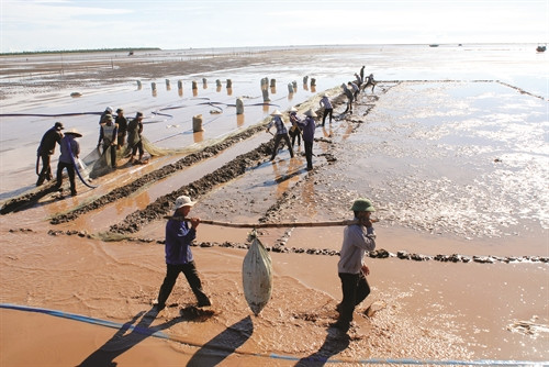 Bãi nuôi ngao thường là bãi triều, các eo vịnh có sóng, gió nhỏ Bãi nuôi ngao thường là bãi triều, các eo vịnh có sóng, gió nhỏ