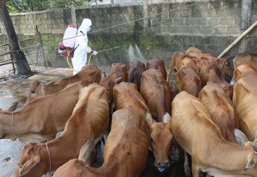 Phun thuốc tiêu độc khử trùng tại hộ nuôi có đàn gia súc mắc bệnh lở mồm long móng. Ảnh: TTXVN Phun thuốc tiêu độc khử trùng tại hộ nuôi có đàn gia súc mắc bệnh lở mồm long móng. Ảnh: TTXVN