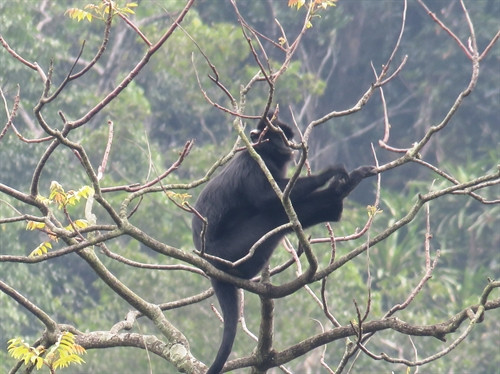 Voọc gáy trắng tại Khu thả linh trưởng bán hoang dã núi đôi.