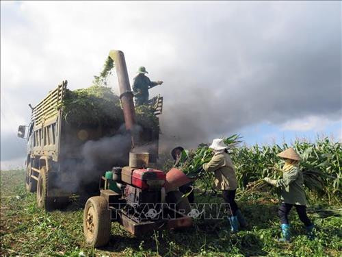Ngô sinh khối được thu hoạch và sơ chế ngay tại khu vực trồng. Ảnh: Hữu Quyết – TTXVN Ngô sinh khối được thu hoạch và sơ chế ngay tại khu vực trồng. Ảnh: Hữu Quyết – TTXVN