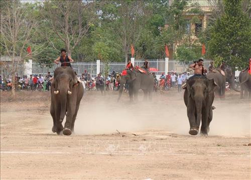 Pha tranh chấp bóng trong phần thi voi đá bóng. Ảnh: Tuấn Anh - TTXVN Pha tranh chấp bóng trong phần thi voi đá bóng. Ảnh: Tuấn Anh - TTXVN Pha khống chế bóng tốt của “vận động viên voi” trong phần thi voi đá bóng. Ảnh: Tuấn Anh - TTXVN Phần thi voi chạy đua tại Hội voi. Ảnh: Tuấn Anh - TTXVN Voi tăng tốc cán đích. Ảnh: Tuấn Anh - TTXVN Voi tăng tốc cán đích. Ảnh: Tuấn Anh - TTXVN Voi tăng tốc cán đích. Ảnh: Tuấn Anh - TTXVN Voi dự tiệc “bufet” sau phần thi chạy đua. Ảnh: Tuấn Anh - TTXVN Pha tranh chấp bóng trong phần thi voi đá bóng. Ảnh: Tuấn Anh - TTXVN Pha tranh chấp bóng trong phần thi voi đá bóng. Ảnh: Tuấn Anh - TTXVN Pha khống chế bóng tốt của “vận động viên voi” trong phần thi voi đá bóng. Ảnh: Tuấn Anh - TTXVN Phần thi voi chạy đua tại Hội voi. Ảnh: Tuấn Anh - TTXVN Voi tăng tốc cán đích. Ảnh: Tuấn Anh - TTXVN Voi tăng tốc cán đích. Ảnh: Tuấn Anh - TTXVN Voi tăng tốc cán đích. Ảnh: Tuấn Anh - TTXVN Voi dự tiệc “bufet” sau phần thi chạy đua. Ảnh: Tuấn Anh - TTXVN