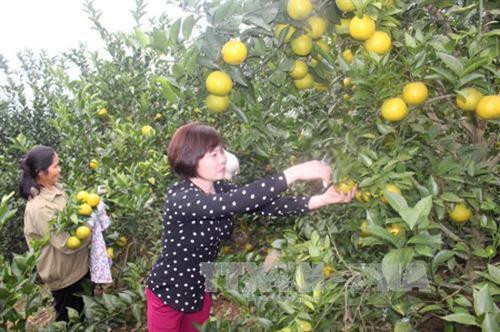 Chị Nguyễn Thị Chiếm huyện Lục Ngạn (tỉnh Bắc Giang) thu hoạch cam tại trang trại của gia đình. Ảnh: TTXVN Chị Nguyễn Thị Chiếm huyện Lục Ngạn (tỉnh Bắc Giang) thu hoạch cam tại trang trại của gia đình. Ảnh: TTXVN