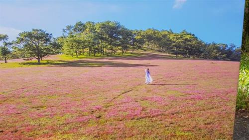 Thảo nguyên cỏ hồng bên hồ Đankia - Suối Vàng. Ảnh: thanhnien.vn Thảo nguyên cỏ hồng bên hồ Đankia - Suối Vàng. Ảnh: thanhnien.vn