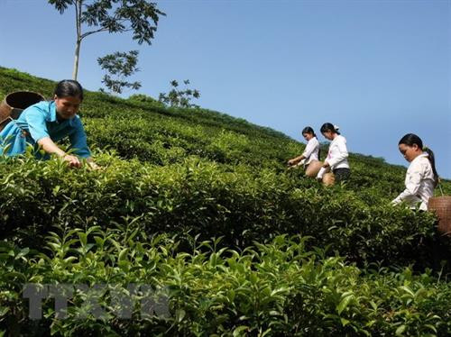 Thu hoạch chè ở xã Tân Lập, huyện Mộc Châu. Ảnh: Phương Hoa - TTXVN Thu hoạch chè ở xã Tân Lập, huyện Mộc Châu. Ảnh: Phương Hoa - TTXVN