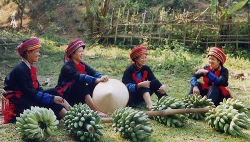 Thu hoạch chuối ở xã Kim Bình, huyện Chiêm Hoá (Tuyên Quang). Ảnh: nguồn nongnghiep.vn