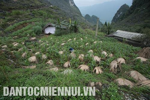 Làng nghề nấu rượu Há Ía, xã Cán Chu Phìn tạo công ăn việc làm cho nhiều lao động người Mông. Ảnh: An Thành Đạt Gia đình chị Giàng Thị Chợ ở thôn Pả Vi Hạ, xã Pả Vi làm giàu nhờ nuôi bò vỗ béo. Ảnh: An Thành Đạt Hộ gia đình ông Vàng Mí Dình ở thôn Séo Xả Lủng, xã Pải Lủng làm giàu nhờ nuôi ong mật. Ảnh: An Thành Đạt Nhiều hộ đồng bào Mông ở xã Tát Ngà thoát nghèo nhờ trồng hồng không hạt. Ảnh: An Thành Đạt