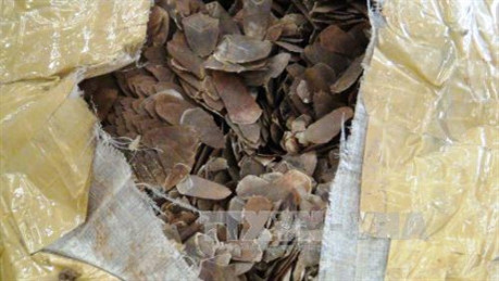 Nhiều người hiểu chưa đúng về việc dùng vảy tê tê để chữa bệnh. Ảnh: TTXVN Nhiều người hiểu chưa đúng về việc dùng vảy tê tê để chữa bệnh. Ảnh: TTXVN