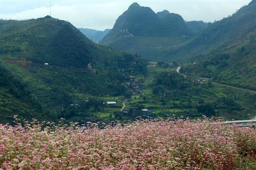 Hoa Tam giác mạch nở rộ, tô điểm thêm vẻ đẹp của vùng cao nguyên đá Đồng Văn. Ảnh: Huy Hùng – TTXVN Hoa Tam giác mạch nở rộ, tô điểm thêm vẻ đẹp của vùng cao nguyên đá Đồng Văn. Ảnh: Huy Hùng – TTXVN