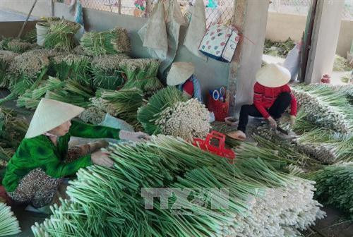Bà con nông dân phân loại sả sau thu hoạch. Ảnh: Nam Thái - TTXVN Bà con nông dân phân loại sả sau thu hoạch. Ảnh: Nam Thái - TTXVN